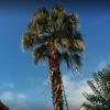 Taille de palmier sain ou malade à Nice / Cannes / Biot / Antibes (06) 