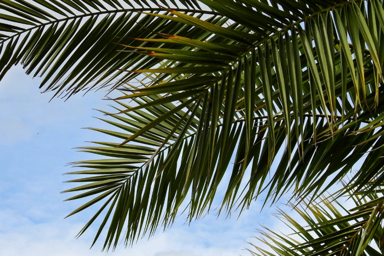 Taille de palmier près d'Antibes et Nice (06)