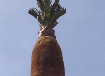 A quoi sert la taille sanitaire de palmier ?