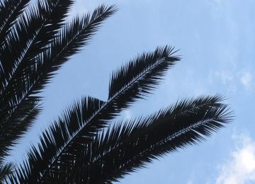 Comment détecter un palmier atteint par le charançon rouge ?