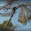 Elagage d'arbre pin dans les Alpes Maritimes (06) - Clean Jardin
