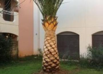 Taille des palmiers Phoenix Antibes 06600