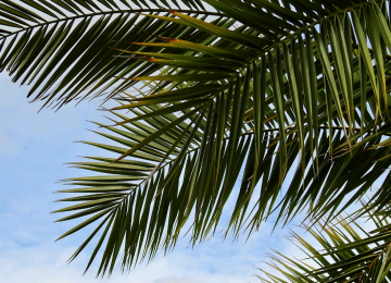 Taille de palmier près d'Antibes et Nice (06)
