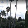 Taille de palmier en hauteur - Clean Jardin