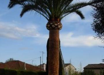Taille d'entretien de palmier à Mougins (06)
