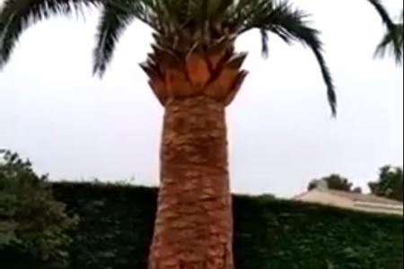 Taille de palmier Phoenix Canariensis à Antibes (06)