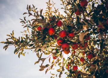 Taille des arbres fruitiers : ce qu'il faut savoir