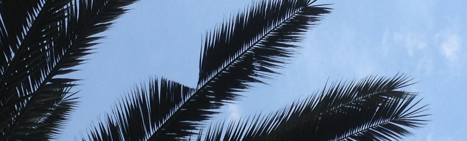 Comment détecter un palmier atteint par le charançon rouge ?